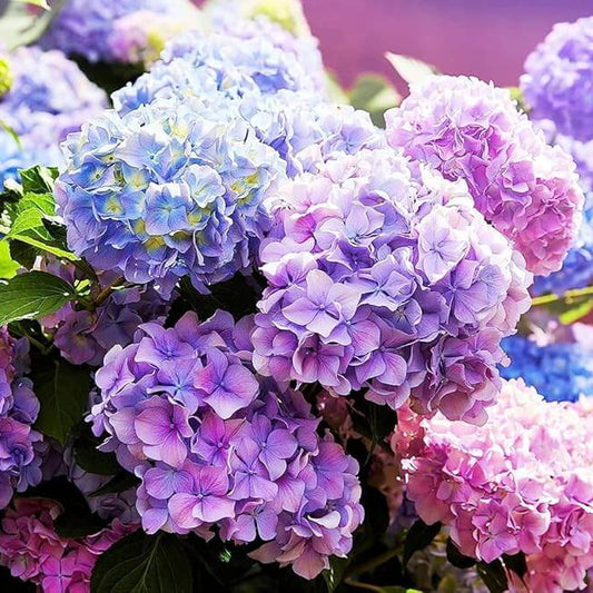 Hydrangea Seeds - Flower Plant