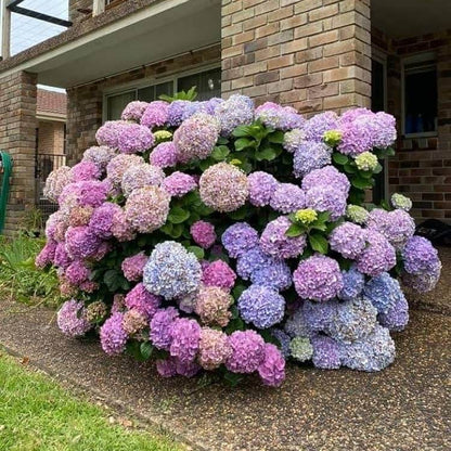 Hydrangea Seeds - Flower Plant