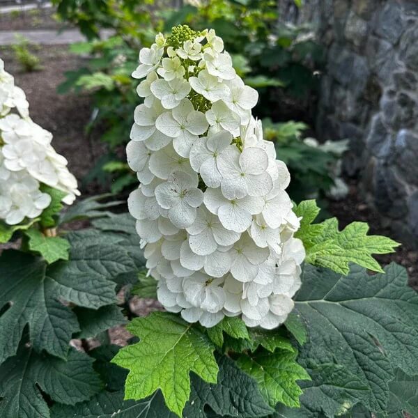 Hydrangea quercifolia Seeds