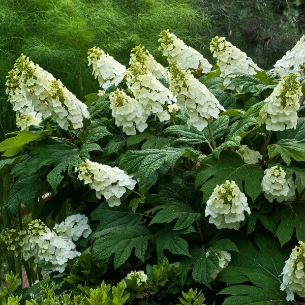 Hydrangea quercifolia Seeds
