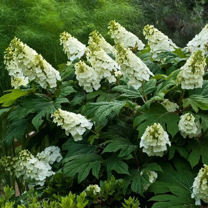 Hydrangea quercifolia Seeds