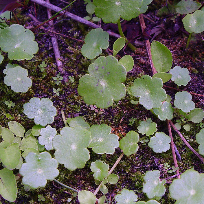 Hydrocotyle Pilea Seeds - Heirloom Flower Plant for Home Gardens