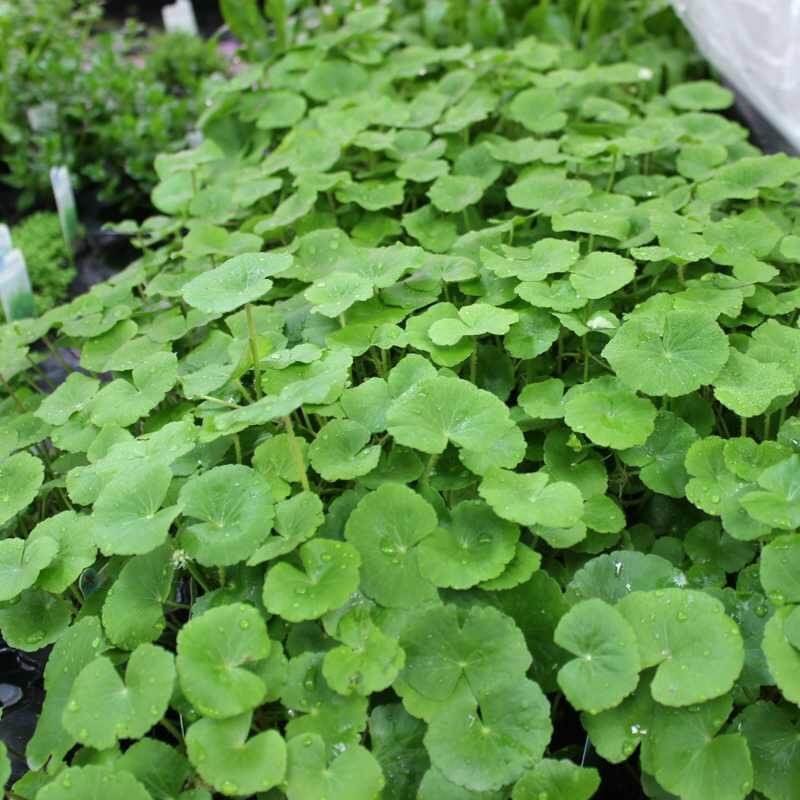 Hydrocotyle Pilea Seeds - Heirloom Flower Plant for Home Gardens