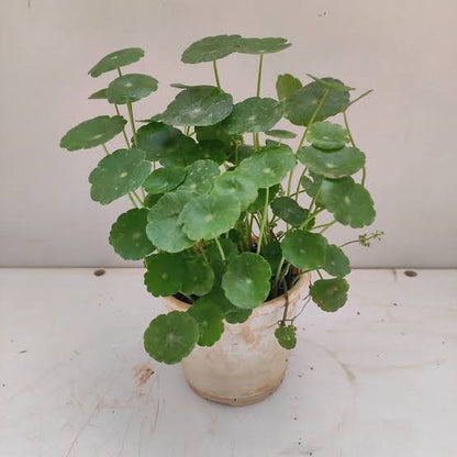 Hydrocotyle Pilea Seeds - Heirloom Flower Plant for Home Gardens