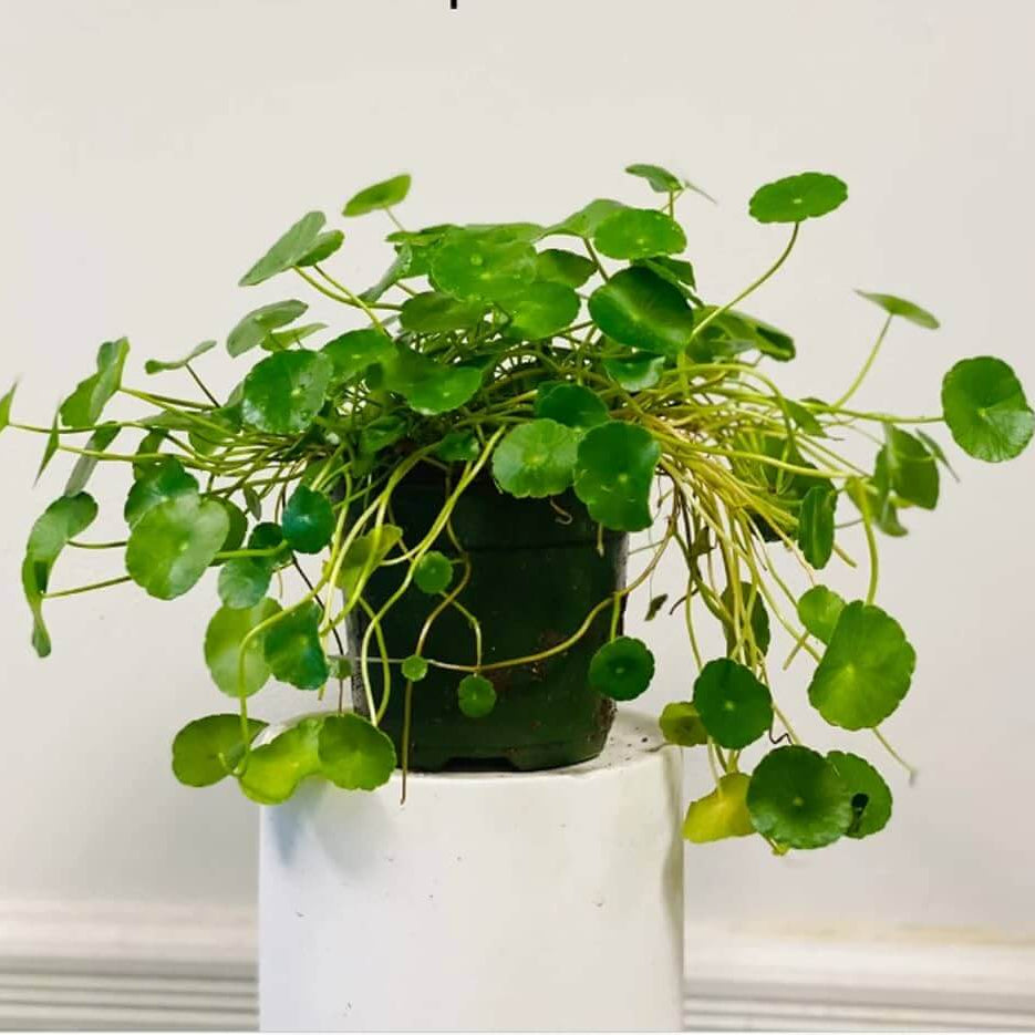 Hydrocotyle Pilea Seeds - Heirloom Flower Plant for Home Gardens