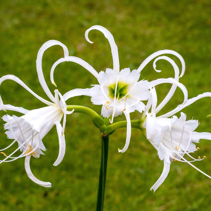 Hymenocallis Seeds - Heirloom Flower Plant for Home Gardens