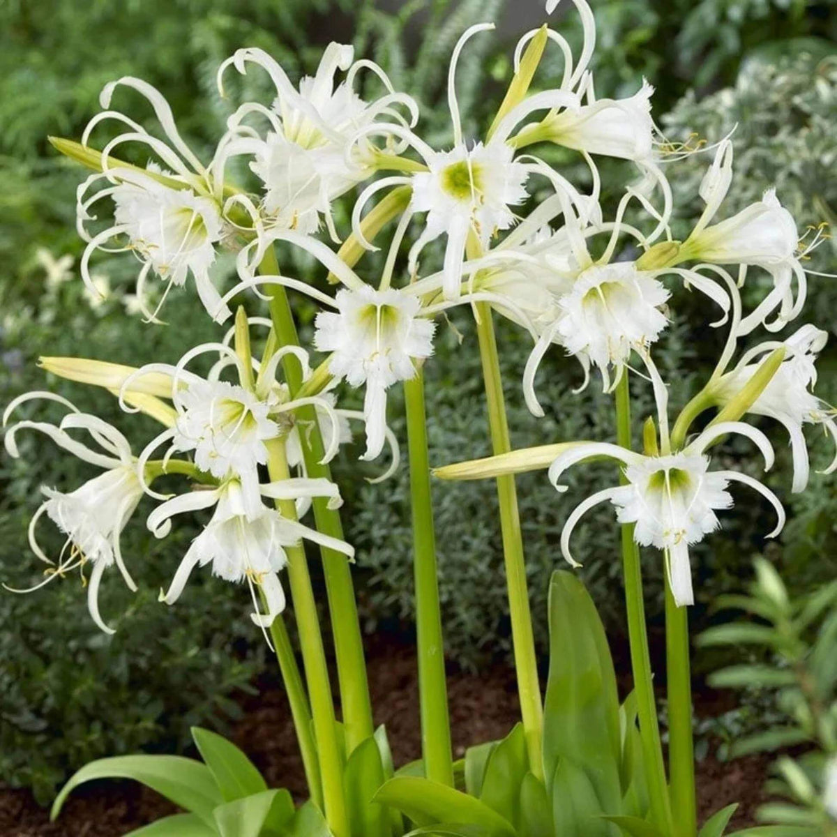 Hymenocallis Seeds - Heirloom Flower Plant for Home Gardens