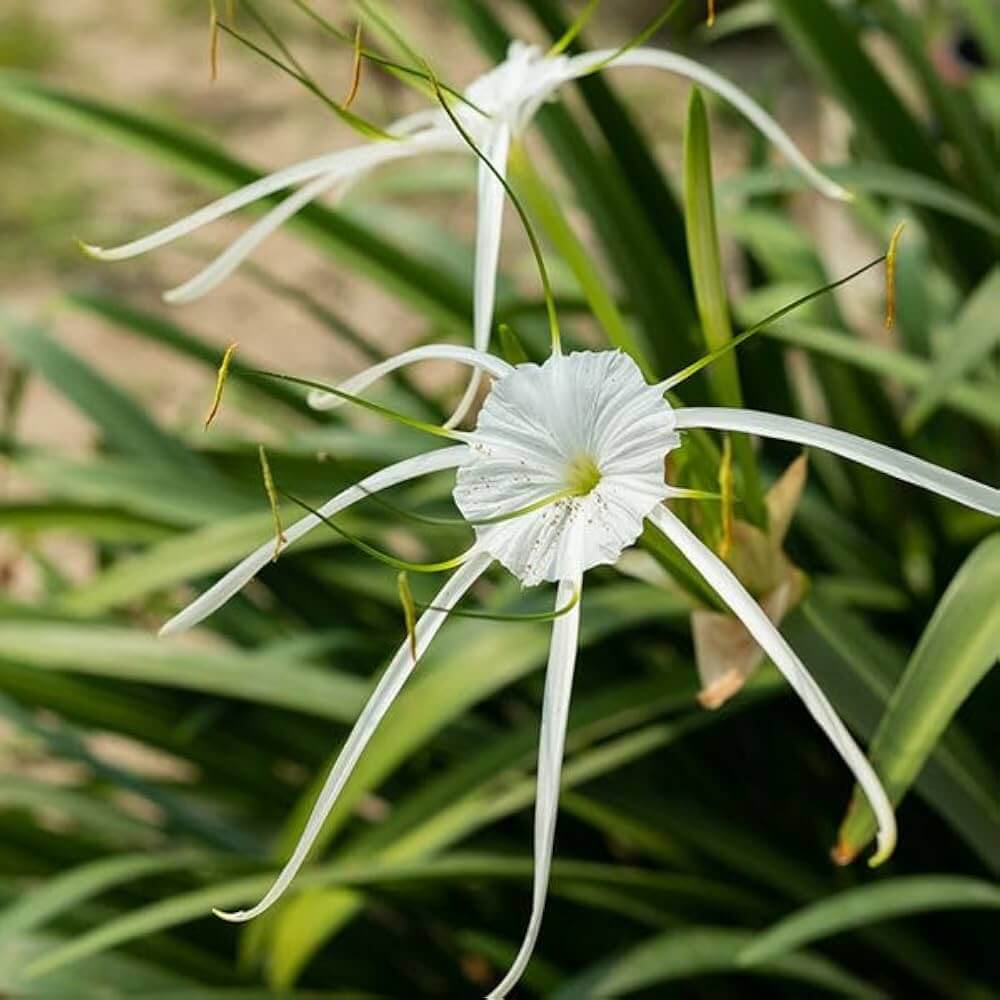 Hymenocallis Seeds - Heirloom Flower Plant for Home Gardens