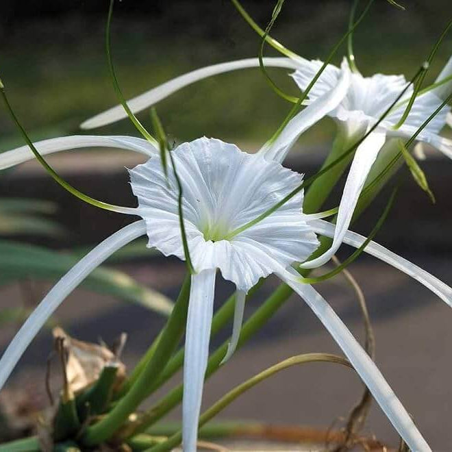 Hymenocallis Seeds - Heirloom Flower Plant for Home Gardens