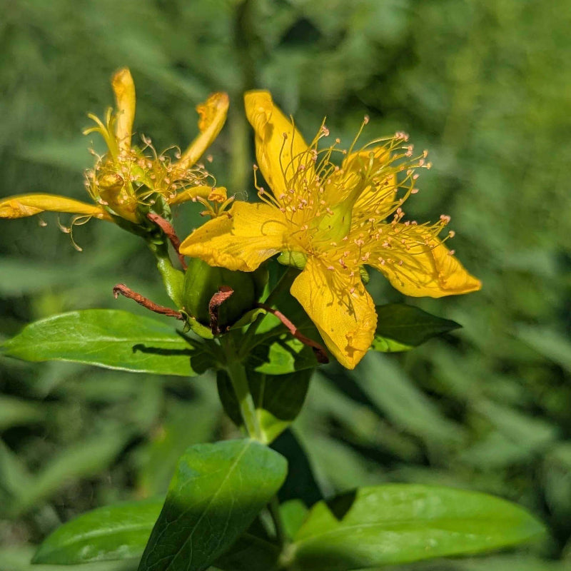 Hypericum Pyramidatum Seeds - Heirloom Flower Plant for Home Gardens