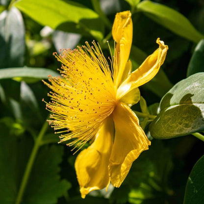 Hypericum Pyramidatum Seeds - Heirloom Flower Plant for Home Gardens