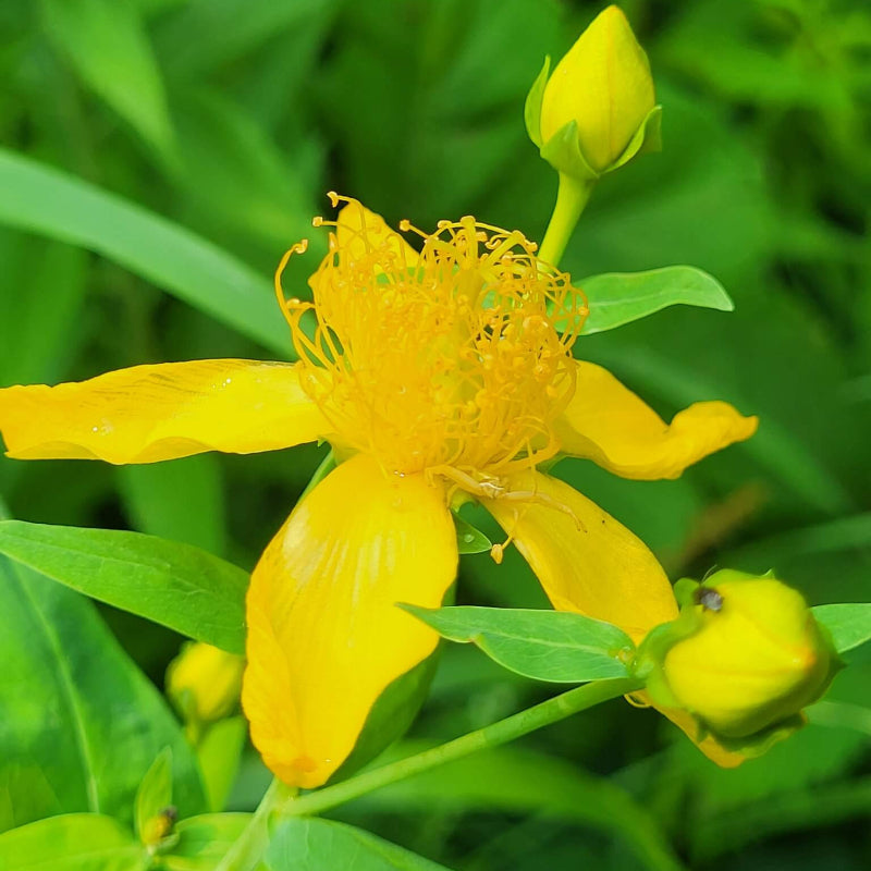 Hypericum Pyramidatum Seeds - Heirloom Flower Plant for Home Gardens