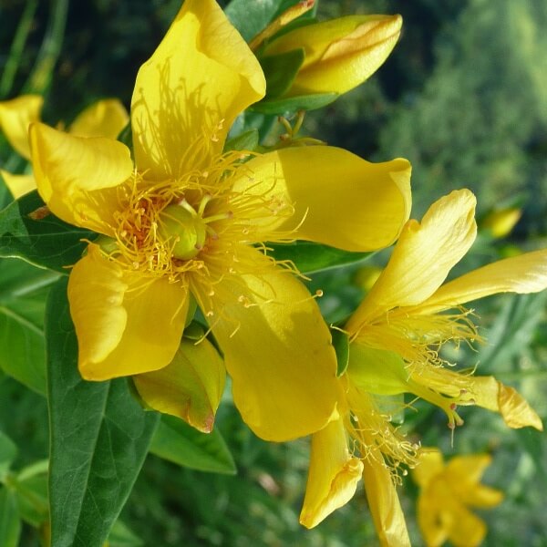 Hypericum Pyramidatum Seeds - Heirloom Flower Plant for Home Gardens