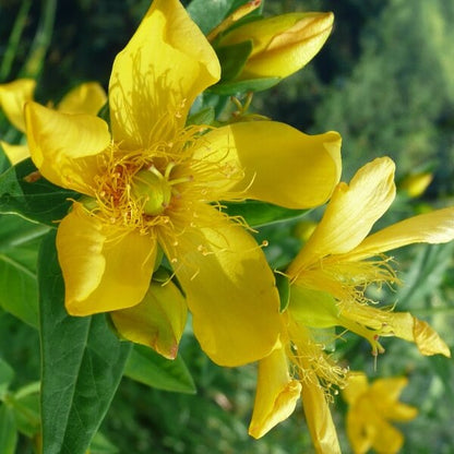 Hypericum Pyramidatum Seeds - Heirloom Flower Plant for Home Gardens