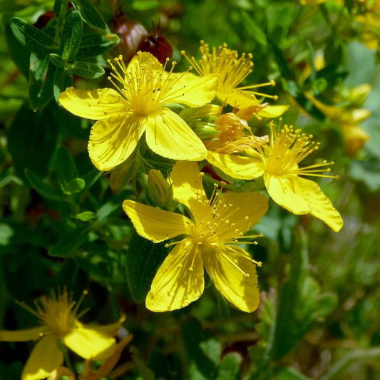 Hypericum Seeds - Herbal Plant for Home Gardens