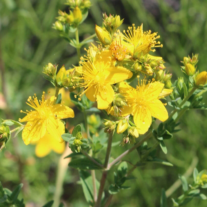 Hypericum Seeds - Herbal Plant for Home Gardens