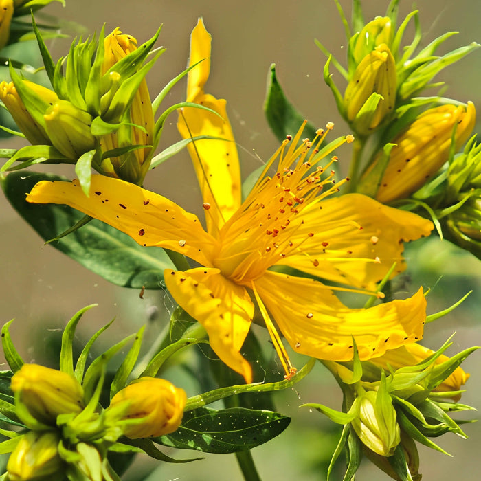 Hypericum Seeds - Herbal Plant for Home Gardens