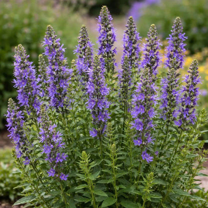 Hyssop Seeds - Heirloom Herbal Plant for Home Gardens