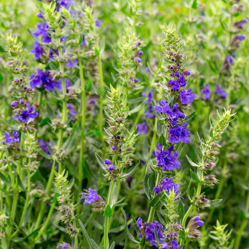 Hyssop Seeds - Heirloom Herbal Plant for Home Gardens