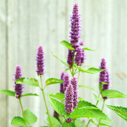 Hyssop Seeds - Heirloom Herbal Plant for Home Gardens