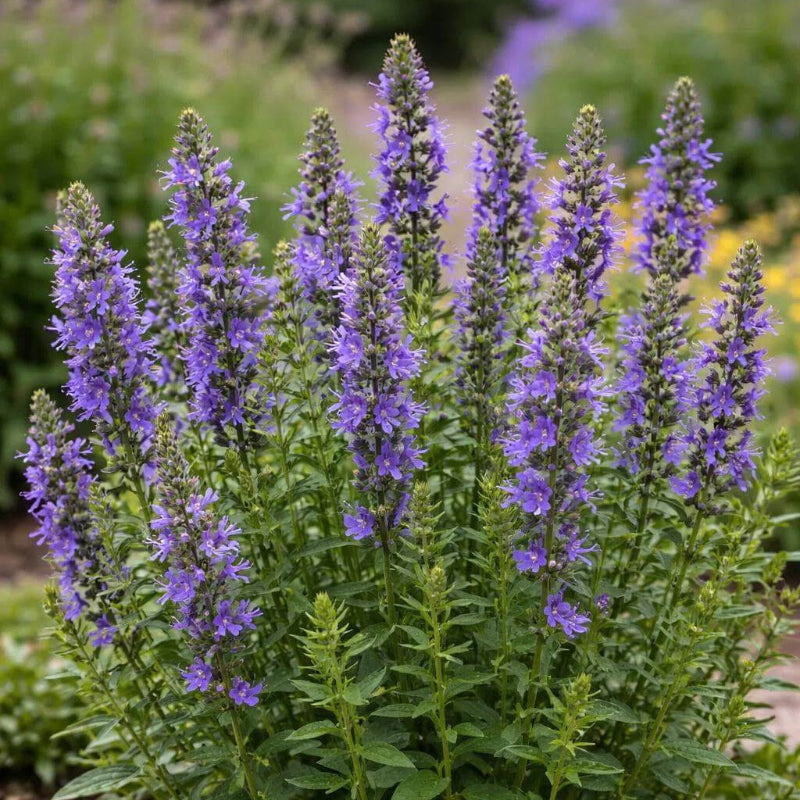 Hyssopus Officinalis Seeds - Heirloom Herbal Plant for Home Gardens
