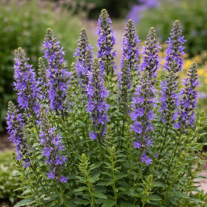 Hyssopus Officinalis Seeds - Heirloom Herbal Plant for Home Gardens