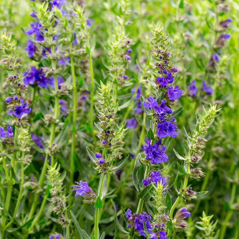 Hyssopus Officinalis Seeds - Heirloom Herbal Plant for Home Gardens