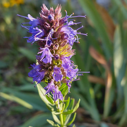 Hyssopus Officinalis Seeds - Heirloom Herbal Plant for Home Gardens