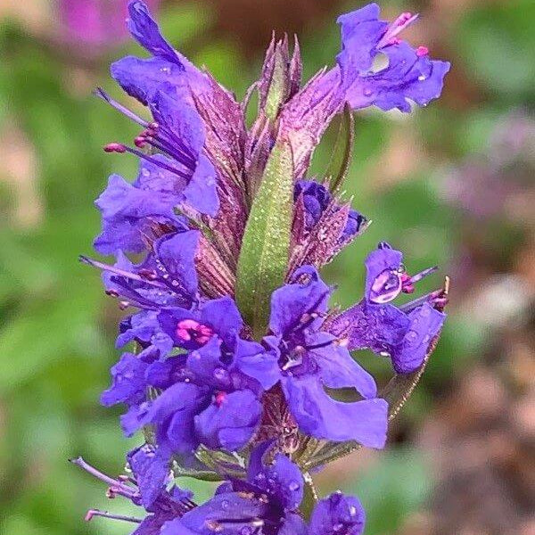 Hyssopus Officinalis Seeds - Heirloom Herbal Plant for Home Gardens