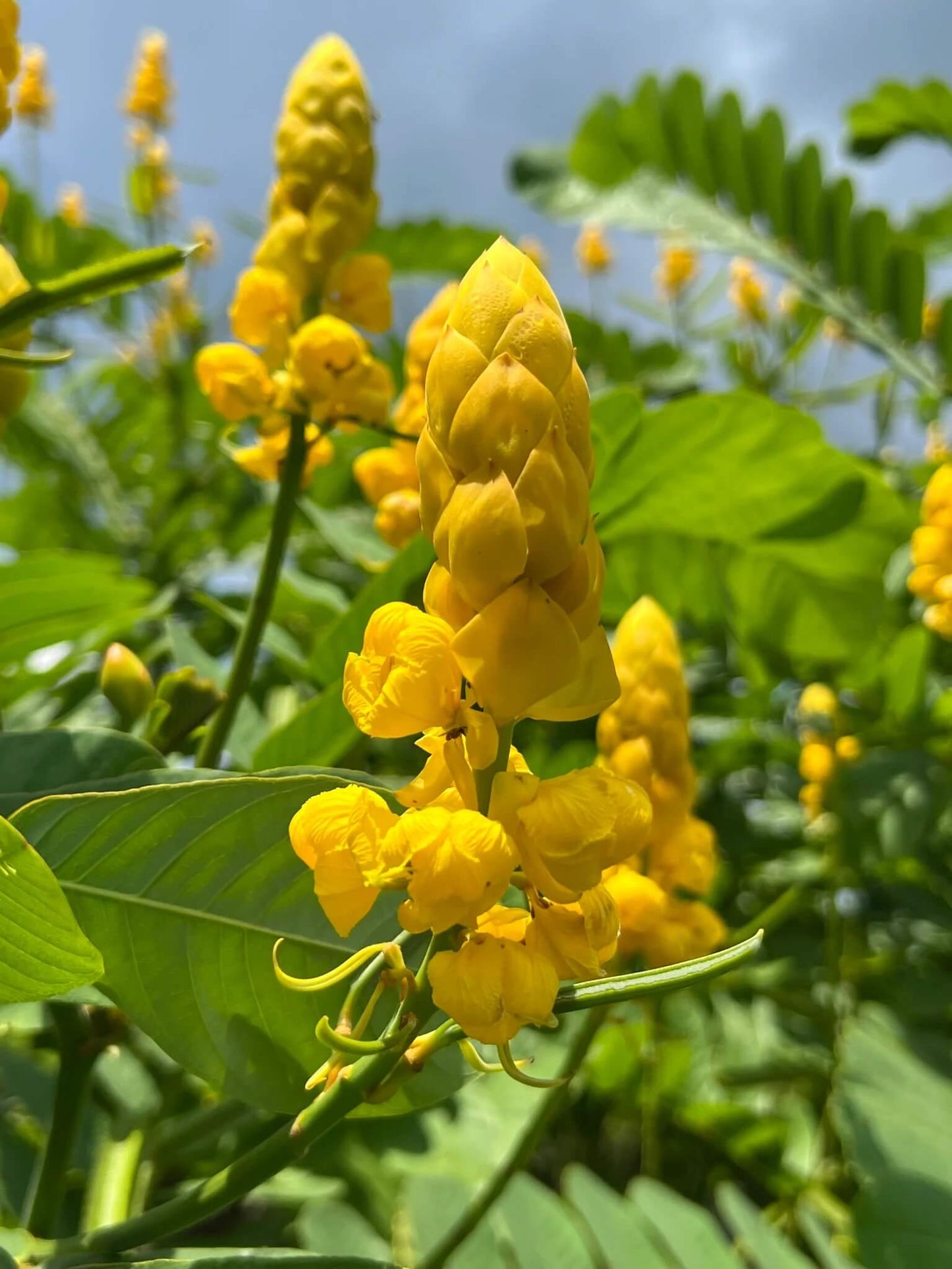 Candle Bush Seeds - Herbal Plant