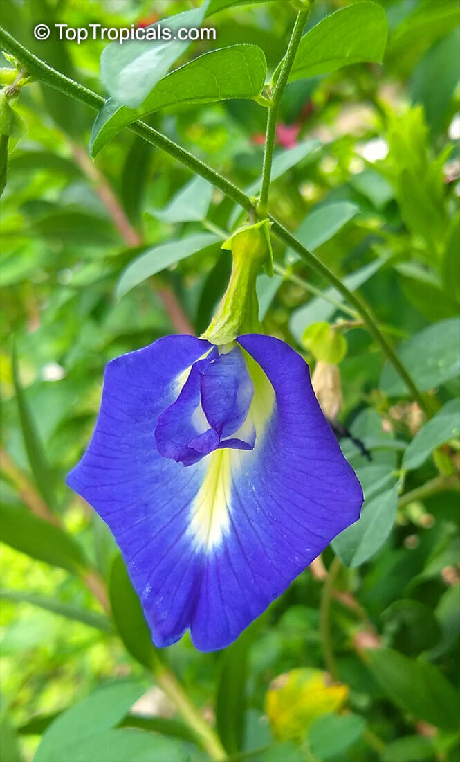 Clitoria Seeds - Heirloom Flower Plant for Home Gardens