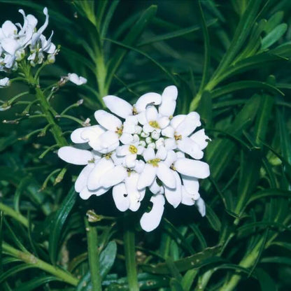 Iberis Candytuft Seeds
