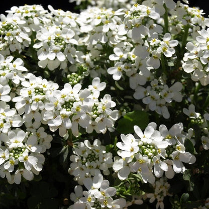 Iberis Candytuft Seeds