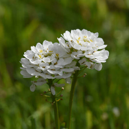 Iberis Candytuft Seeds