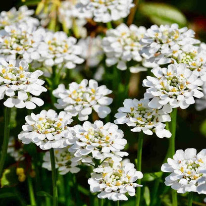 Iberis Candytuft Seeds