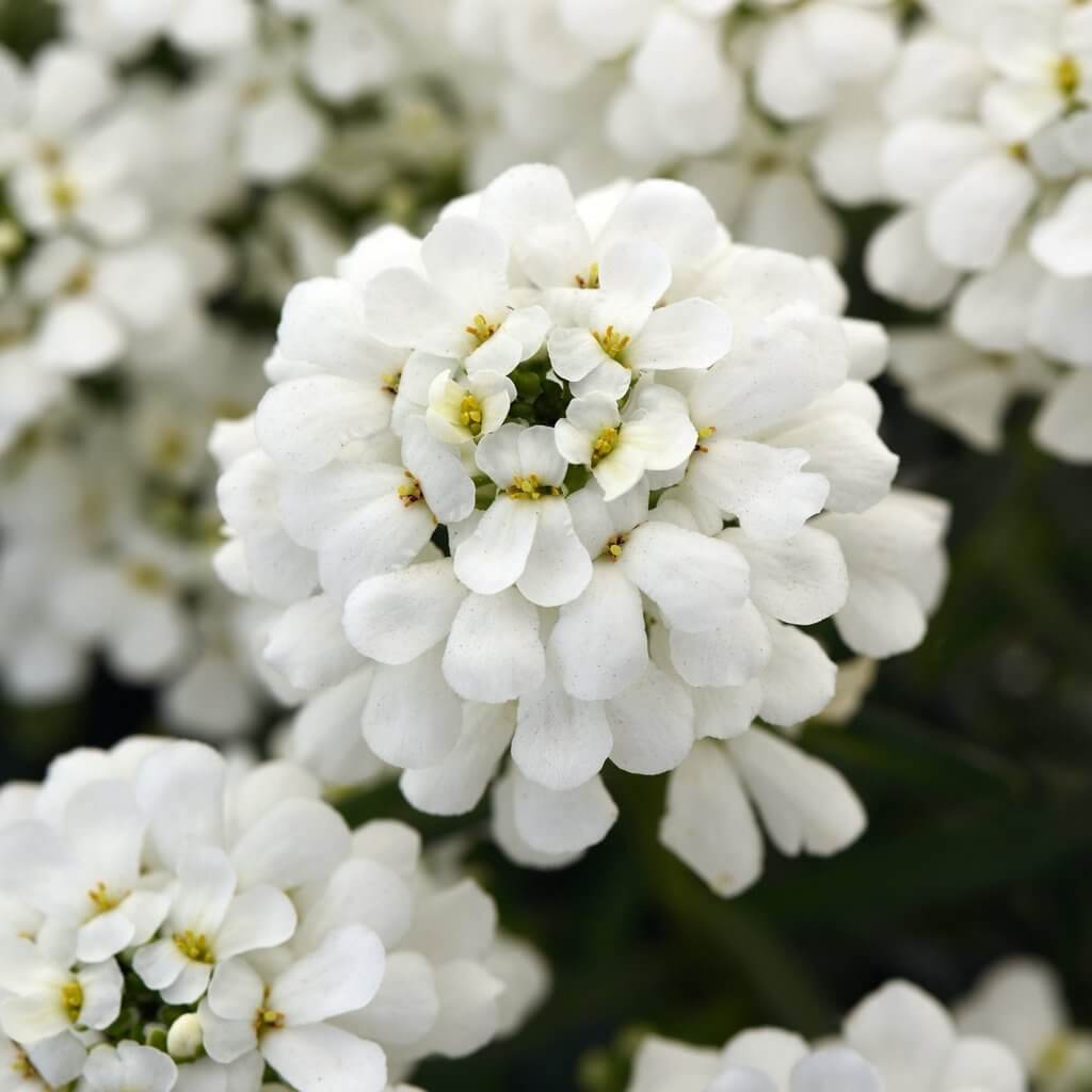 Iberis Candytuft Seeds