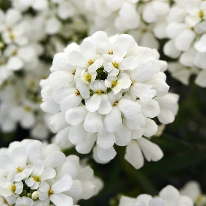 Iberis Candytuft Seeds