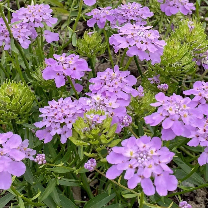Iberis Umbellata Seeds - Heirloom Flower Plant for Home Gardens