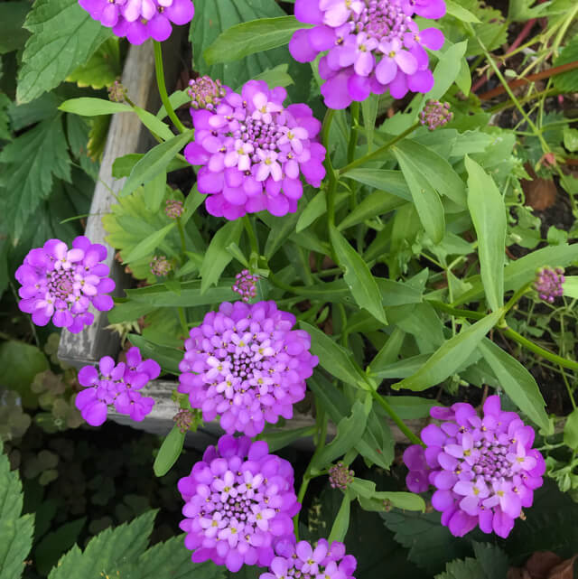 Iberis Umbellata Seeds - Heirloom Flower Plant for Home Gardens