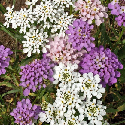 Iberis Umbellata Seeds - Heirloom Flower Plant for Home Gardens
