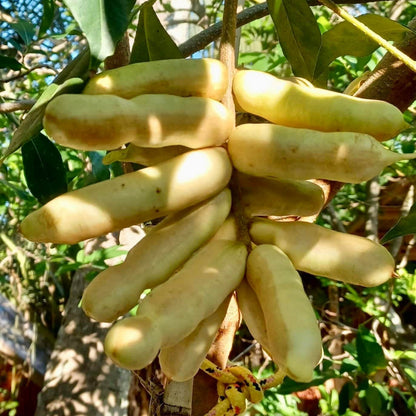 Ice Cream Bean Seeds
