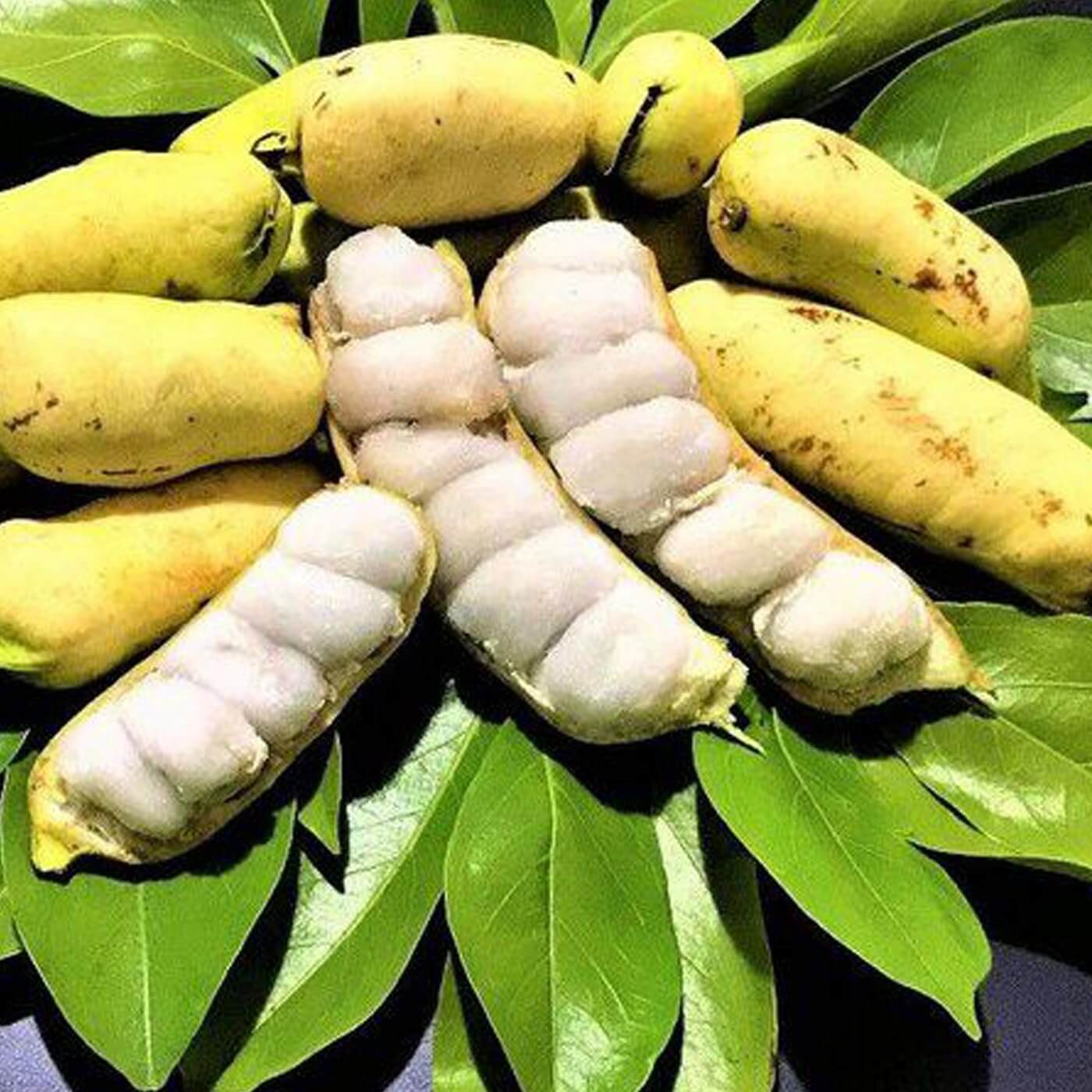 Ice Cream Bean Seeds