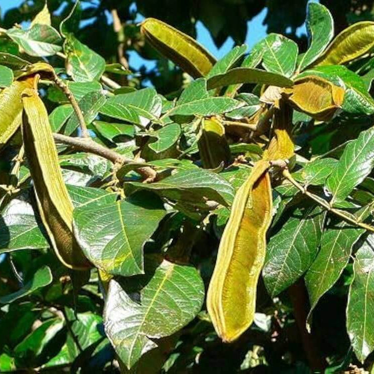 Ice Cream Bean Seeds