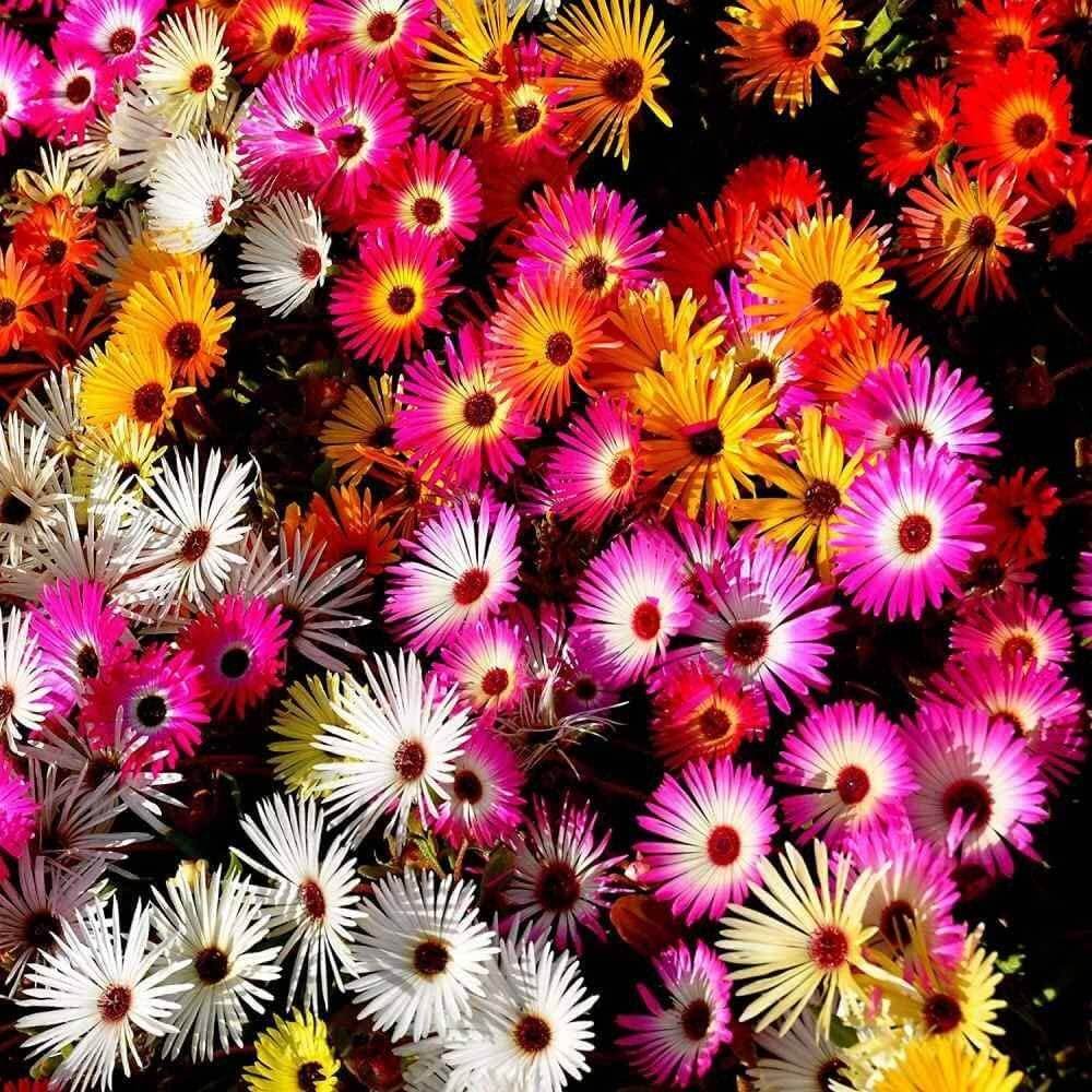 Ice Plant Seeds - Flower Plant