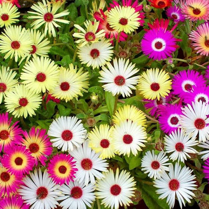 Ice Plant Seeds - Flower Plant