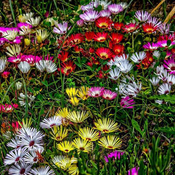 Ice Plant Seeds - Flower Plant