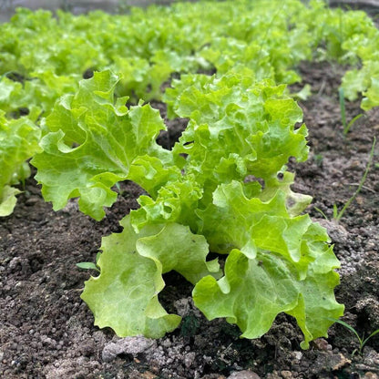 Iceberg Lettuce seeds - Vegetable Plant