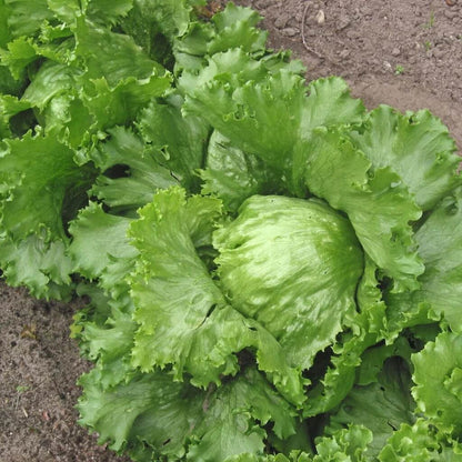 Iceberg Lettuce seeds - Vegetable Plant