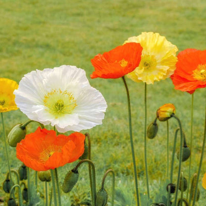 Iceland Poppy Seeds - Flower Plant
