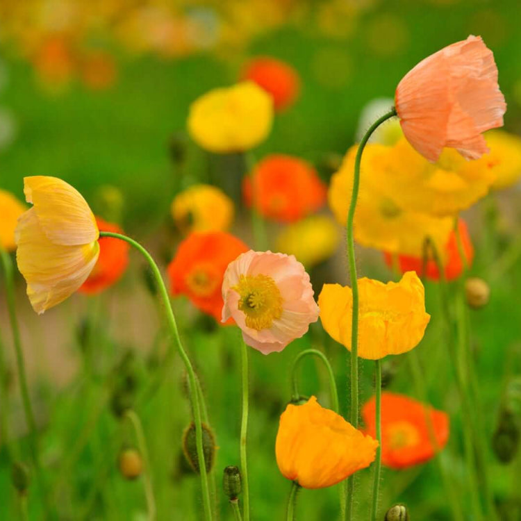 Iceland Poppy Seeds - Flower Plant